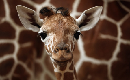 gestores de projetos